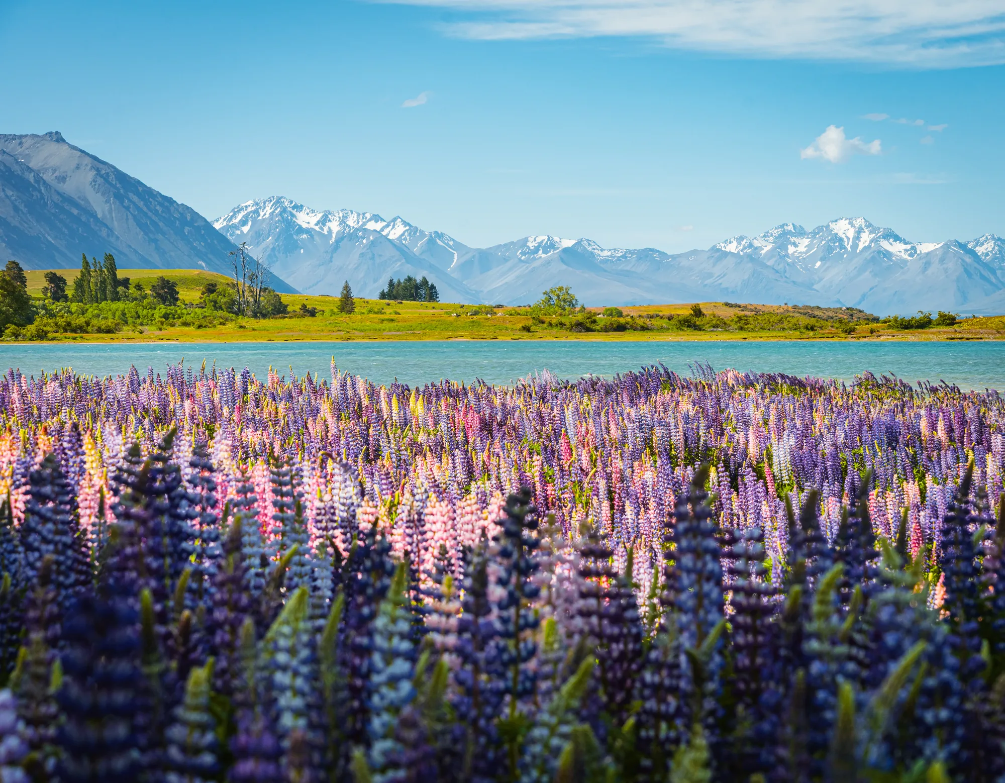 Lupin flowers before New Zealand mountains
